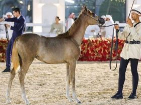 بنغازي تستعد لبطولة الوطن لجمال الخيل العربية