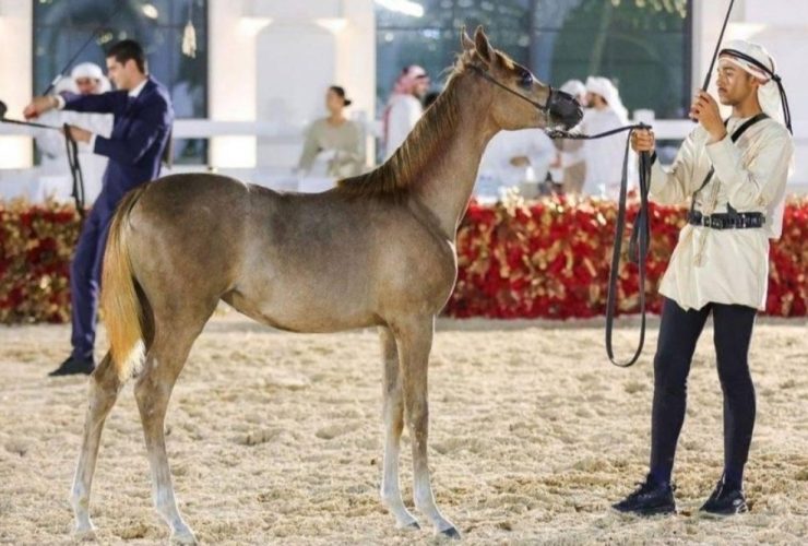بنغازي تستعد لبطولة الوطن لجمال الخيل العربية