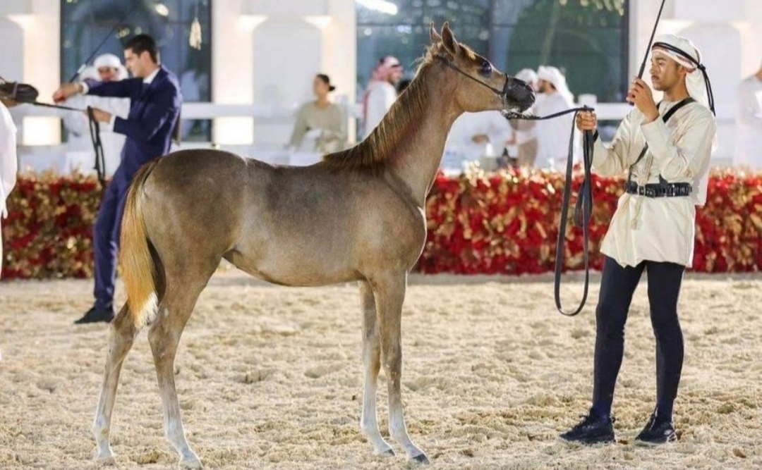 بنغازي تستعد لبطولة الوطن لجمال الخيل العربية