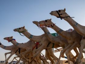 ميدان نجران يفتح موسم المنافسة بأشواط اللقايا وما فوق