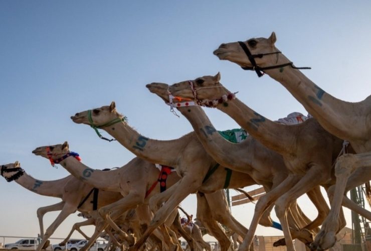 ميدان نجران يفتح موسم المنافسة بأشواط اللقايا وما فوق