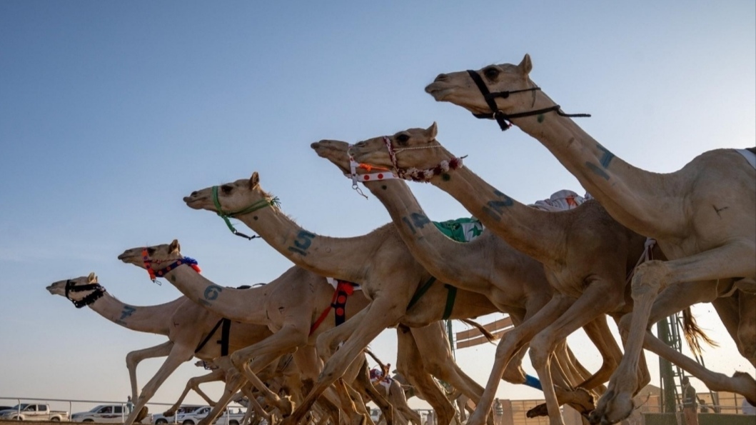 ميدان نجران يفتح موسم المنافسة بأشواط اللقايا وما فوق