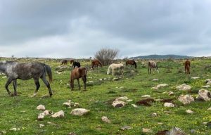 الخيول في القنيطرة