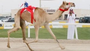 يضم برنامج كل ميدان أربعة أشواط للأبكار وشوطين للجعدان