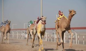 أظهرت المنافسات تقاربًا في مستويات عدد من المطايا