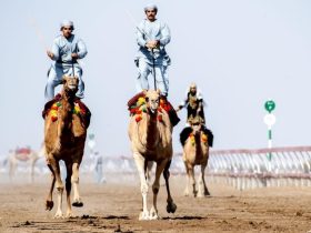 الفليج والبشائر تفتتحان موسم الهجن الأهلية في عُمان بمنافسات متعددة الفئات