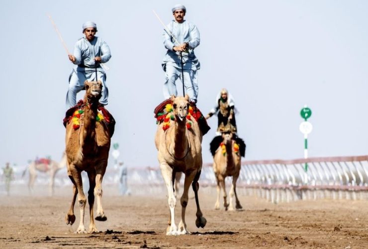 الفليج والبشائر تفتتحان موسم الهجن الأهلية في عُمان بمنافسات متعددة الفئات