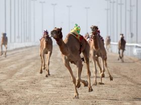 الجذاع ترفع وتيرة المنافسة في السباق المحلي الثاني للهجن بقطر