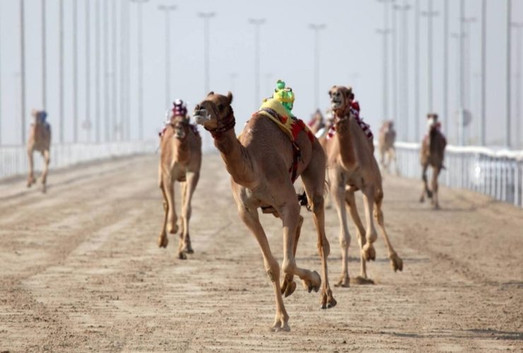 الجذاع ترفع وتيرة المنافسة في السباق المحلي الثاني للهجن بقطر