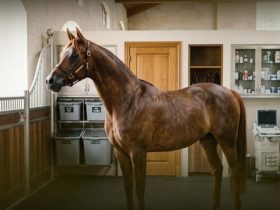 إدارة الطفيليات في الخيل.. الفحوصات الدورية تحمي الحصان وتحد من مقاومة الأدوية