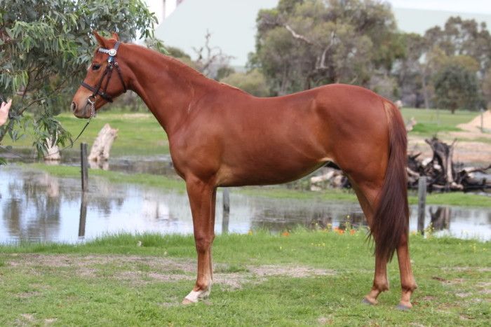 الأنجلو-عربي الجنوب أفريقي.. سلالة تجمع قوة الأصيل وروح الخيل العربي