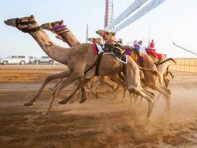 غاية ومبعد يتصدران نتائج سباق اللقايا في ميدان الهجن بنجران