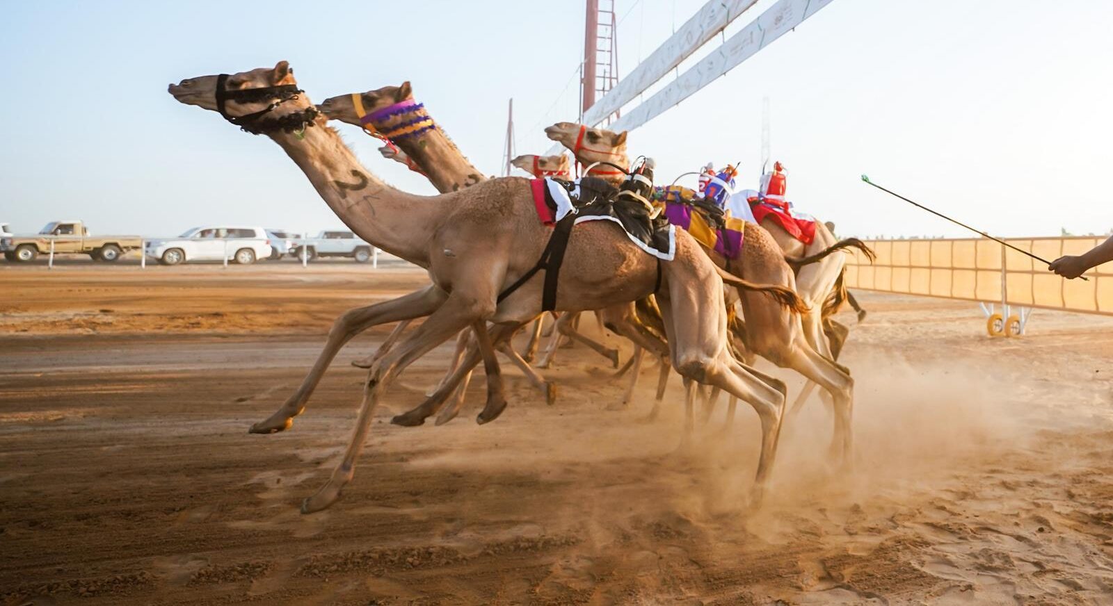 غاية ومبعد يتصدران نتائج سباق اللقايا في ميدان الهجن بنجران