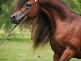 عرف طويل وذيل صحي.. دليل المالك للعناية بشعر الخيل