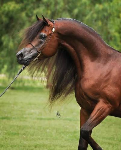 عرف طويل وذيل صحي.. دليل المالك للعناية بشعر الخيل