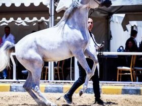 بطولةالشرق الأوسط لجمال الخيل تختتم منافساتها في الأردن