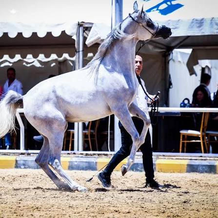 بطولةالشرق الأوسط لجمال الخيل تختتم منافساتها في الأردن