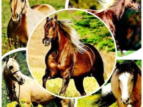 خيل الربع الأمريكي.. سرعة خاطفة وشخصية صنعت واحدة من أشهر سلالات الخيل