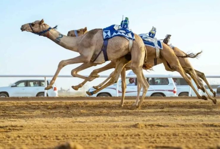 هجن الشيحانية تتفوق على أم الزبار في ثاني سباقات الموسم المحلي بقطر