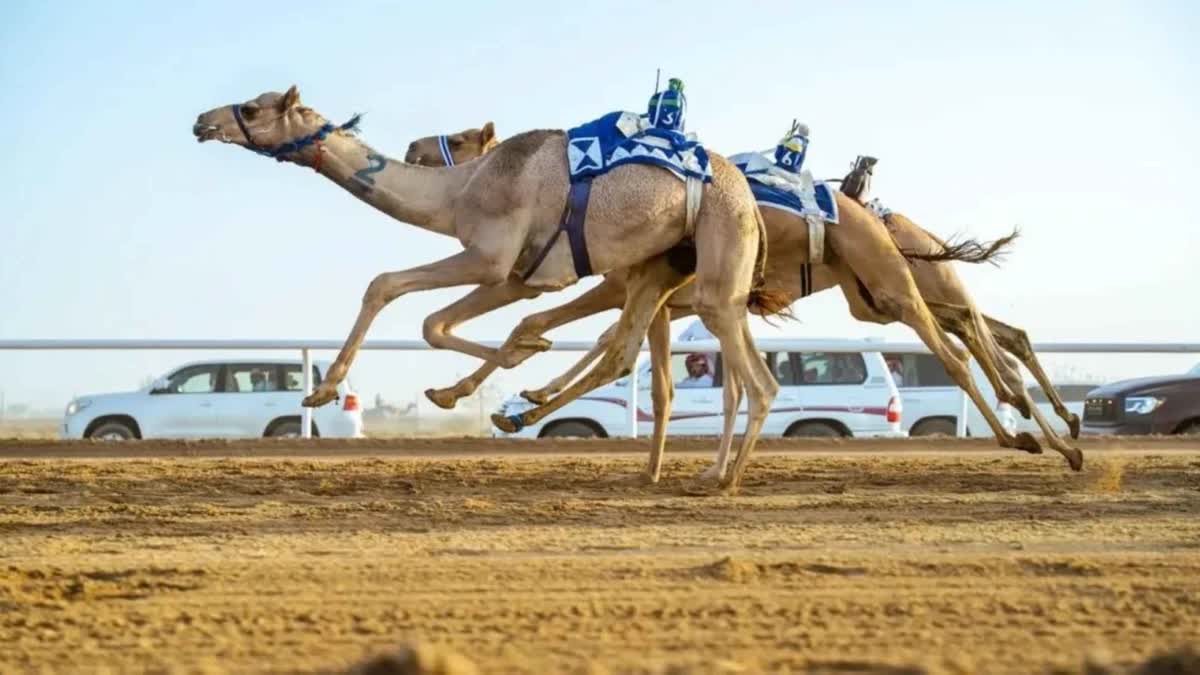 هجن الشيحانية تتفوق على أم الزبار في ثاني سباقات الموسم المحلي بقطر