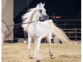 البطولة الوطنية الخامسة عشرة للخيل .. أربعة أيام تحتفي بجمال الخيل في الخالدية