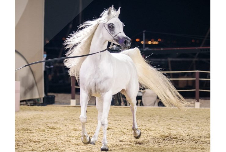 البطولة الوطنية الخامسة عشرة للخيل .. أربعة أيام تحتفي بجمال الخيل في الخالدية
