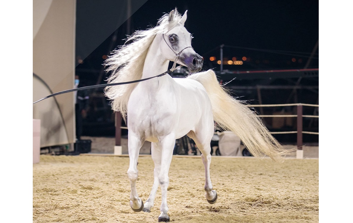 البطولة الوطنية الخامسة عشرة للخيل .. أربعة أيام تحتفي بجمال الخيل في الخالدية