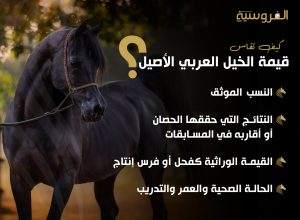 كيف تقاس قيمة الخيل العربي الأصيل