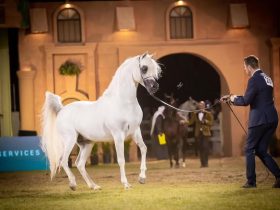 من بطولات جمال الخيل العربية الأصيلة
