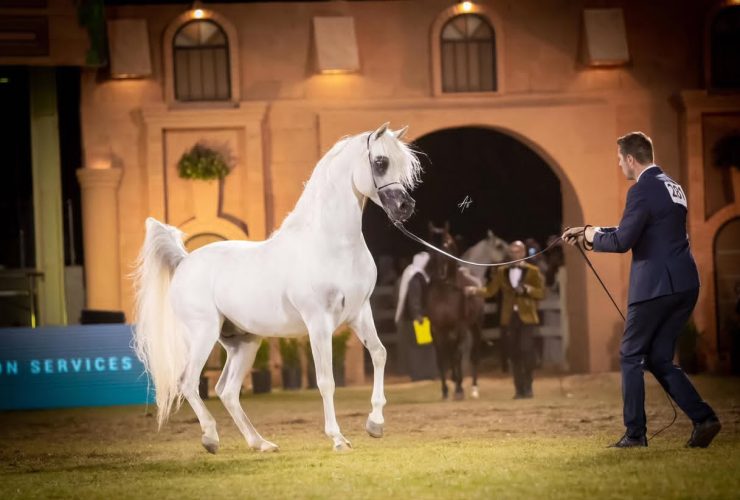 من بطولات جمال الخيل العربية الأصيلة