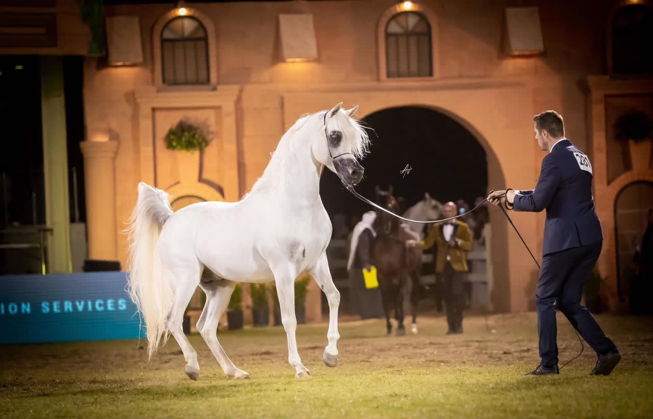 من بطولات جمال الخيل العربية الأصيلة