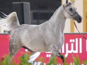 بنغازي تفتح موسم عروض الخيل العربية ببطولة الوطن