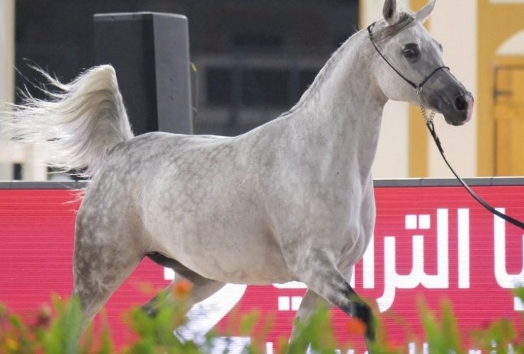 بنغازي تفتح موسم عروض الخيل العربية ببطولة الوطن