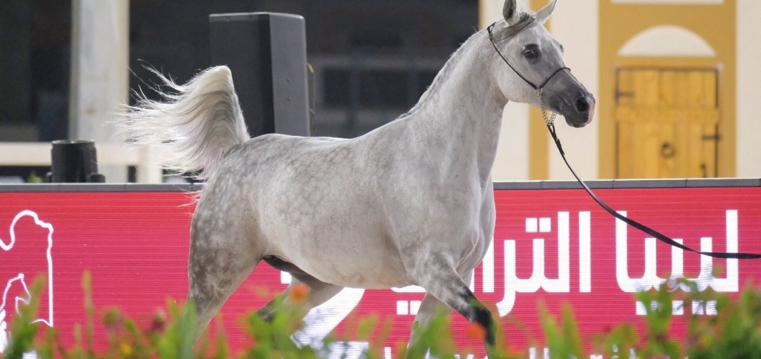 بنغازي تفتح موسم عروض الخيل العربية ببطولة الوطن