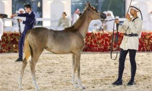 تجمع البطولة ملاك ومربي الخيل العربية
