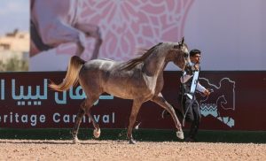بطولة الوطن محطة جديدة في مسار تنظيم عروض الخيل العربية في ليبيا