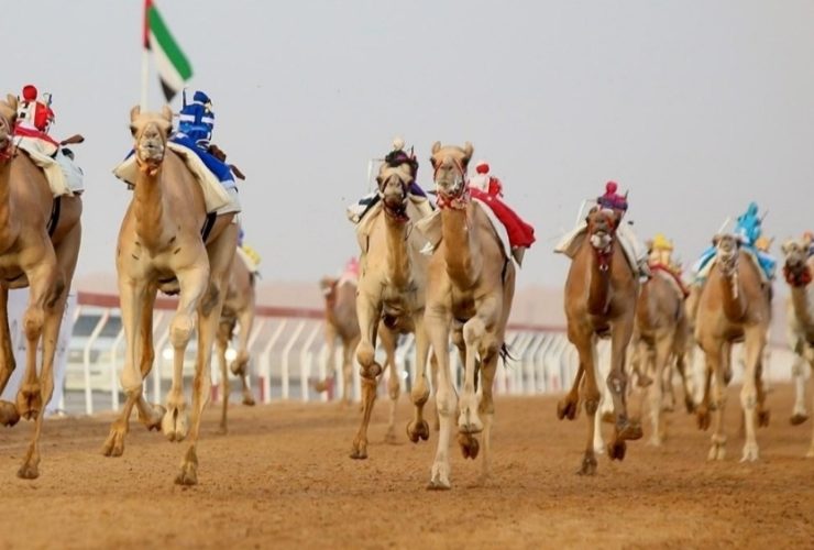 الهجن القطرية تحصد كأسي الثنايا في كأس الاتحاد السعودي