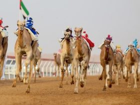 150 شوطًا ترسم ختام مهرجان العين لسباقات الهجن