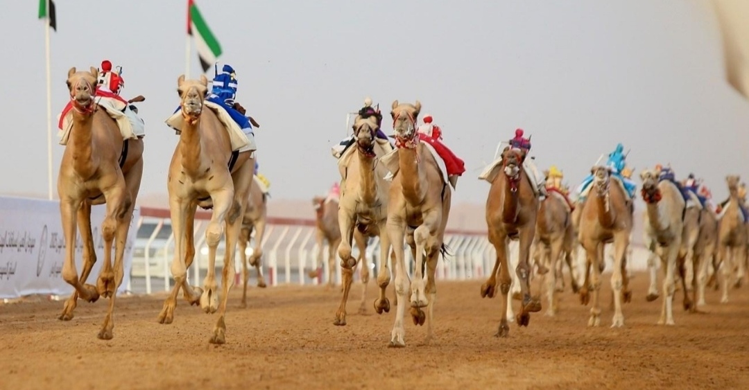 150 شوطًا ترسم ختام مهرجان العين لسباقات الهجن