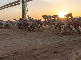 سبعة أشواط ترسم ملامح جديدة للمنافسة في ميدان نجران للهجن