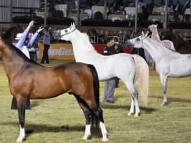 مربط دبي يحصد ذهبية مزدوجة في نهائي كأس كل الأمم بألمانيا