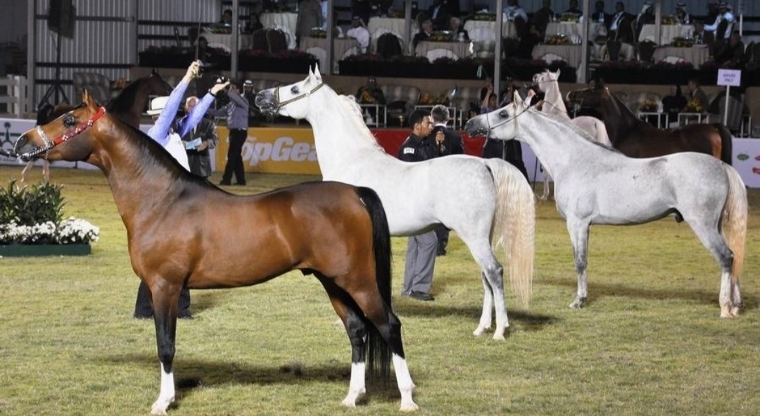مربط دبي يحصد ذهبية مزدوجة في نهائي كأس كل الأمم بألمانيا