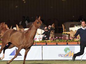 «العوجاء أجمل» تفتتح منافسات مهرات الخيل العربية في الخالدية
