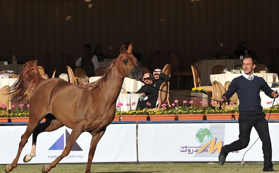 «العوجاء أجمل» تفتتح منافسات مهرات الخيل العربية في الخالدية