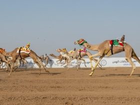 هجن الرئاسة تتوج بكأس الحول في ختام كأس الاتحاد السعودي للهجن 2026
