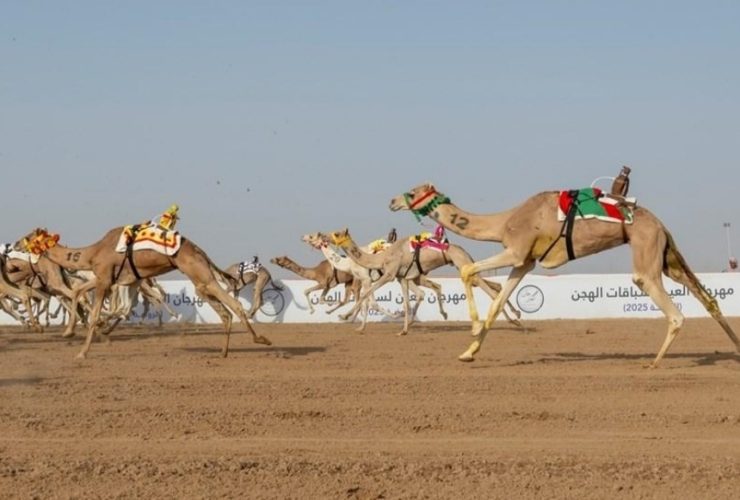 هجن الرئاسة تتوج بكأس الحول في ختام كأس الاتحاد السعودي للهجن 2026