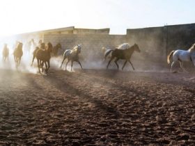 الخيل العربية في الحسكة.. حين يتحول الإرث البدوي إلى صناعة واعدة