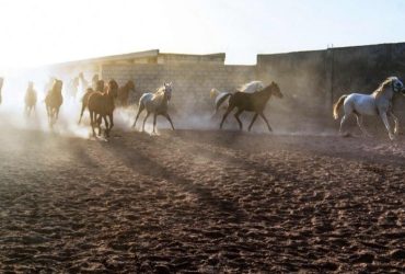 الخيل العربية في الحسكة.. حين يتحول الإرث البدوي إلى صناعة واعدة