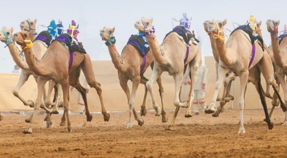منافسات السباق المحلي في قطر