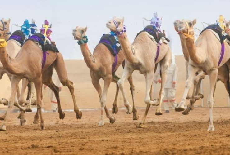 «ود» تحسم كأس الثنايا.. و«السريع» يخطف بندقية القعدان في ختام مهرجان العين